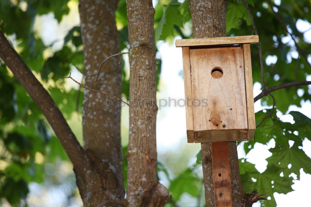 Similar – Image, Stock Photo bird house