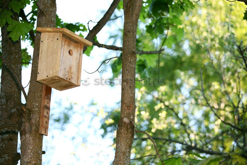 Similar – Image, Stock Photo Eurasian blue tit (Cyanistes caeruleus) and DIY nest box