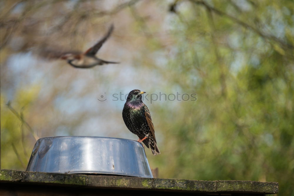 Similar – Foto Bild Vogel guckt aus sein Vogelhaus