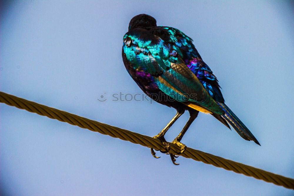 Similar – Image, Stock Photo Glossy Starling