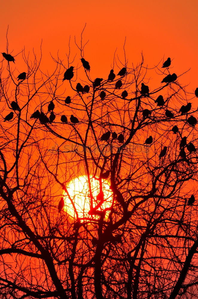 Similar – Foto Bild Sonnenuntergang Baum rot