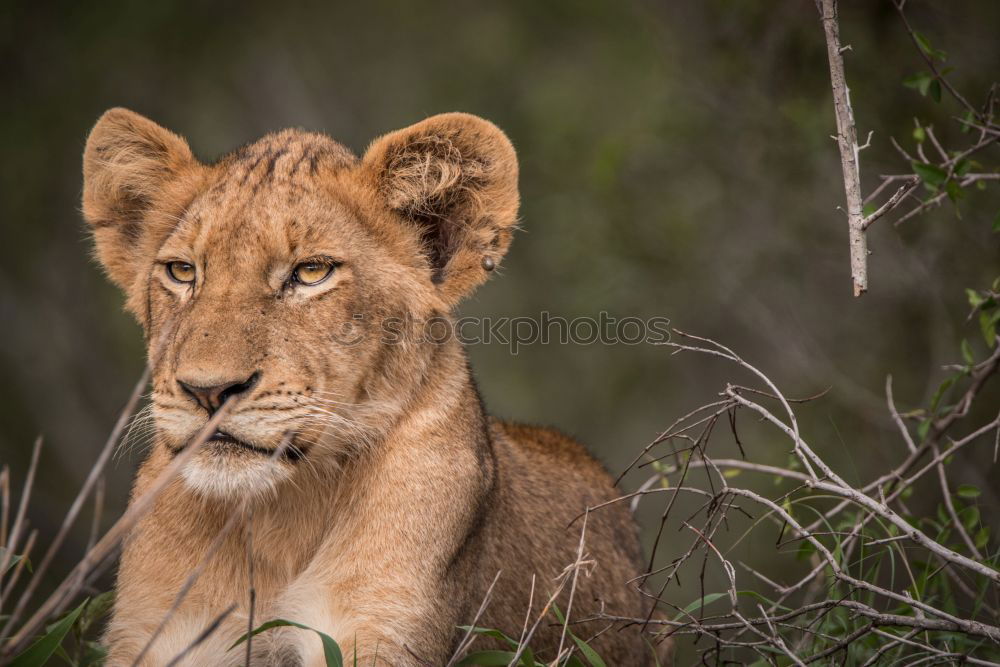 Similar – Image, Stock Photo In the view of the lioness