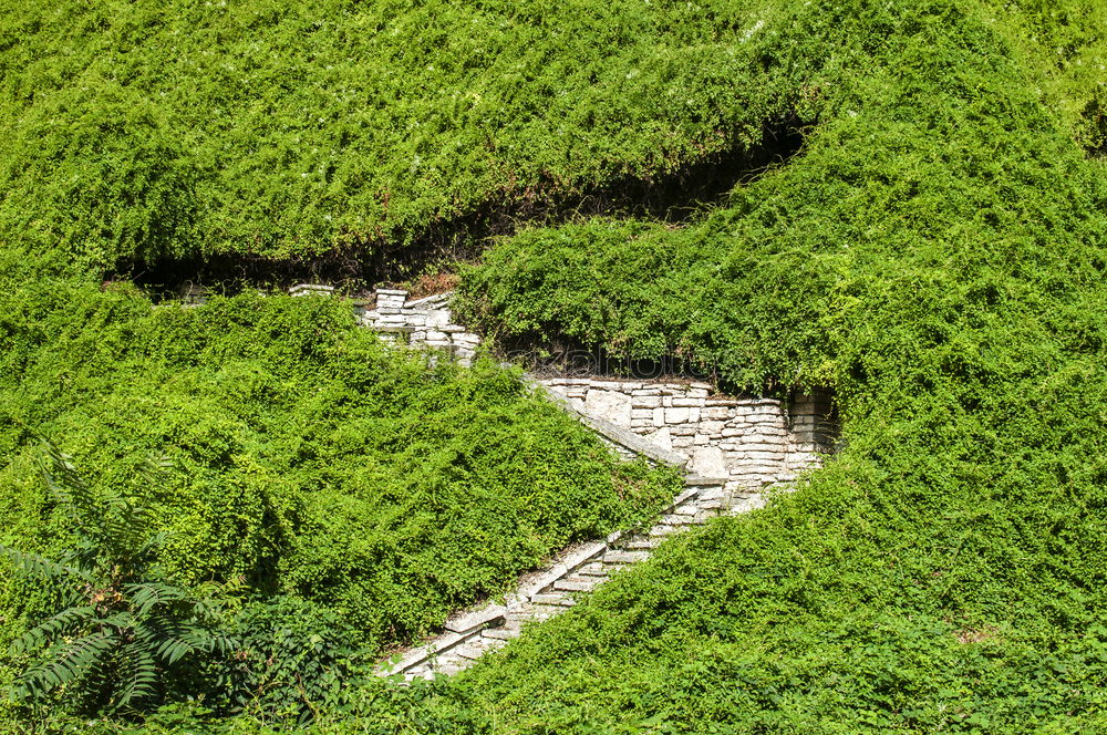 Similar – Image, Stock Photo A long way through the green