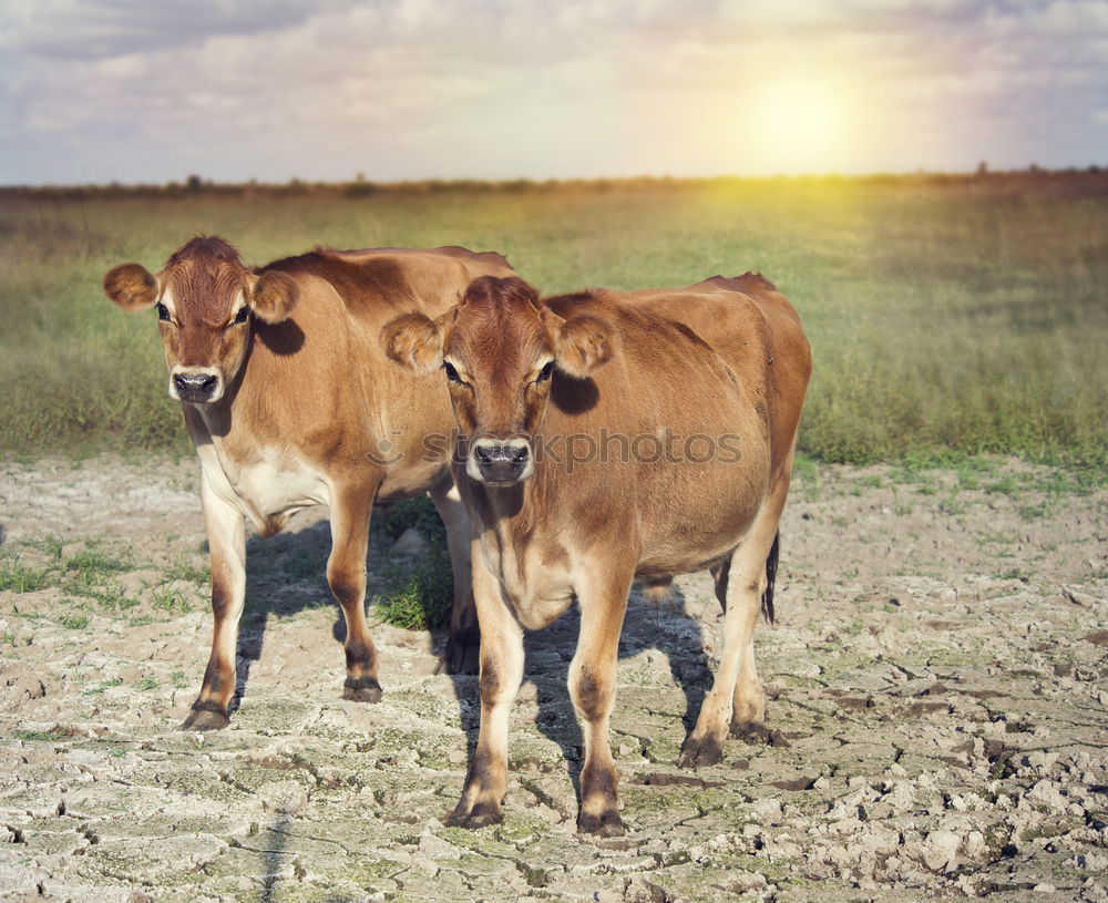 Similar – Four young cops on a meadow looking into the camera