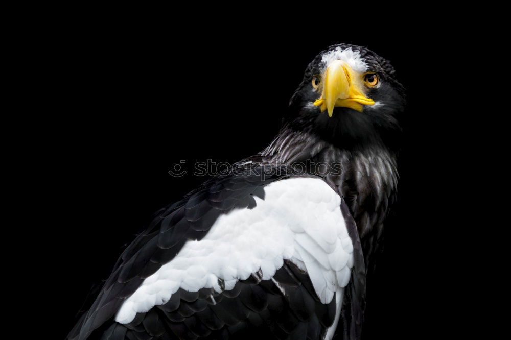 Similar – red kite Kite Red kite Zoo