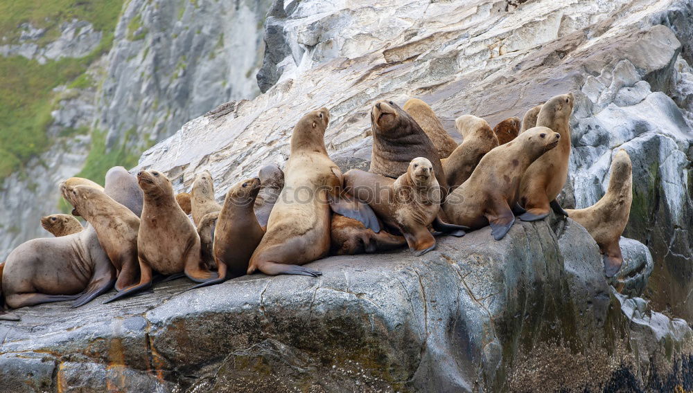 Similar – Cheeky seal Animal