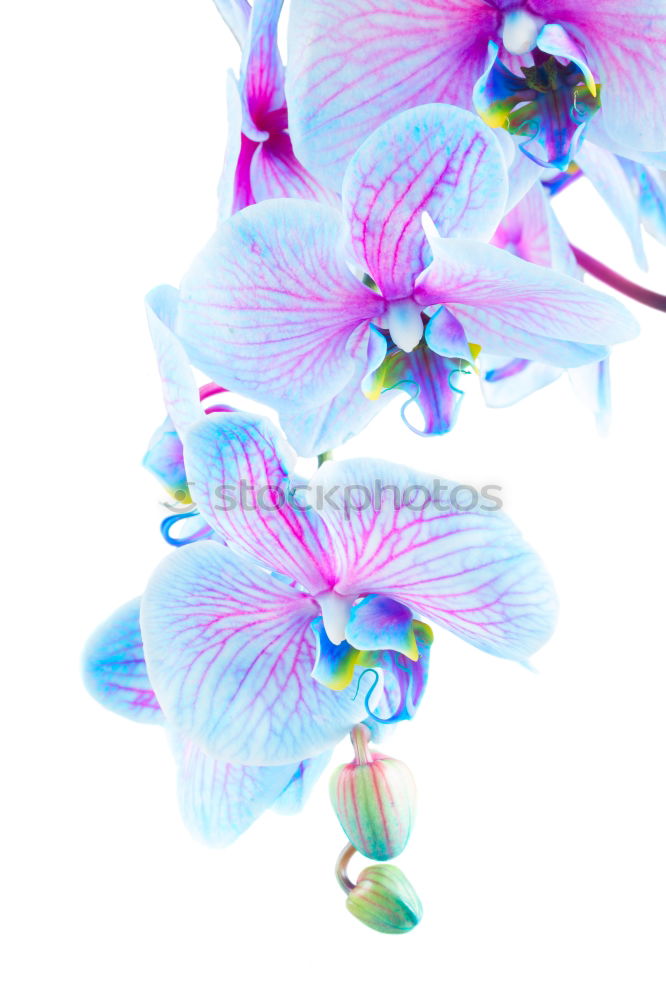 Image, Stock Photo Blue Orchids Wellness Life