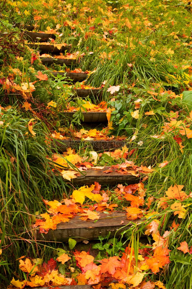 Similar – Image, Stock Photo trip hazard Rain Leaf