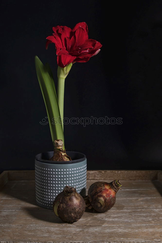 Similar – Image, Stock Photo Oranges on dark background