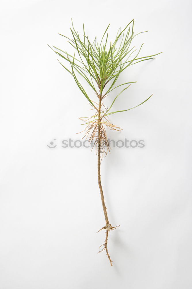 Similar – Image, Stock Photo weeds Environment Nature