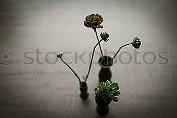 Similar – Image, Stock Photo Scabioses in glass II