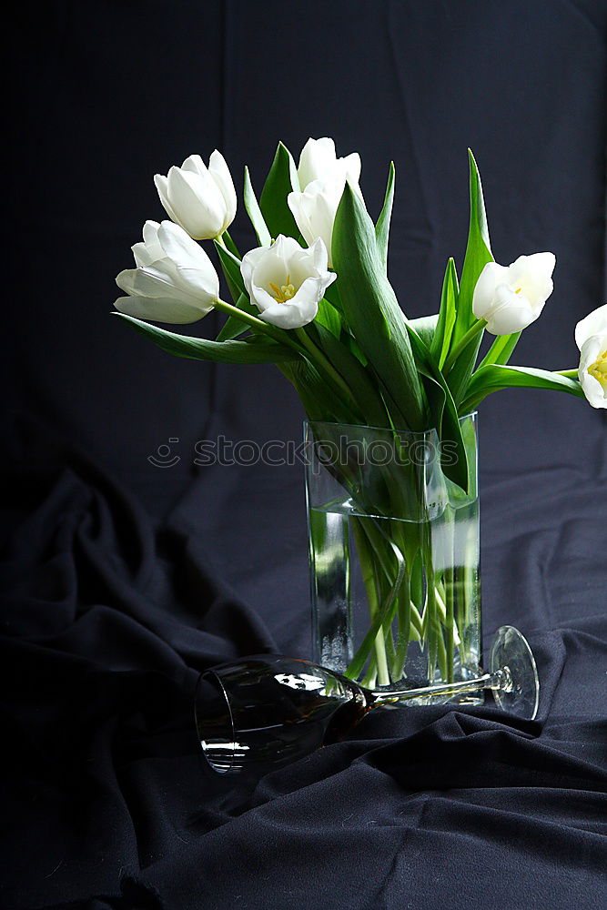 Similar – Image, Stock Photo bouquet of blossoming jasmine