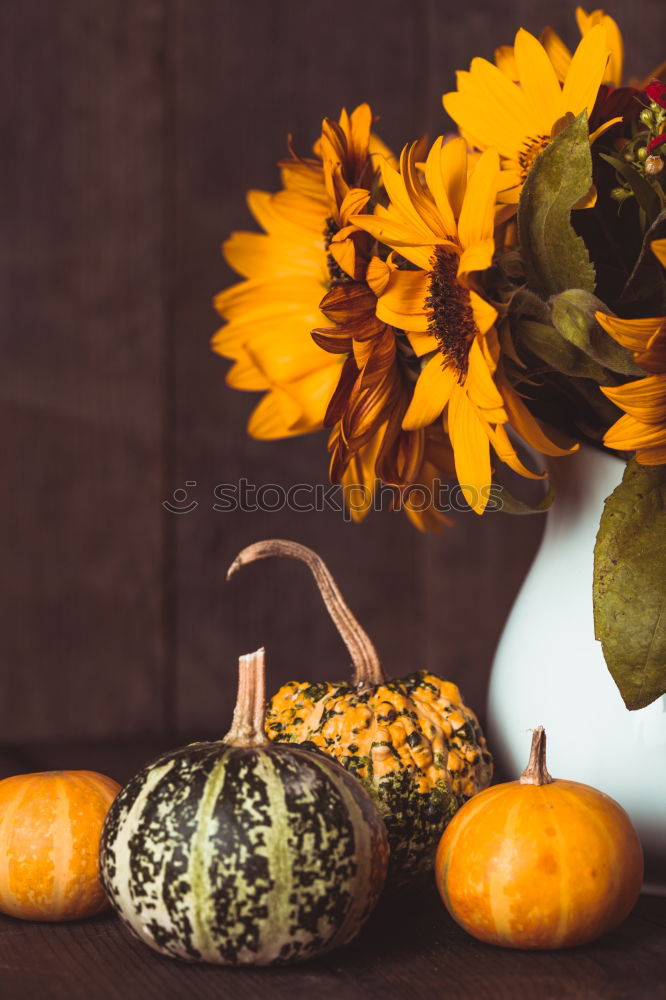 Similar – Pumpkin with stem, leaves, flowers and small fruits