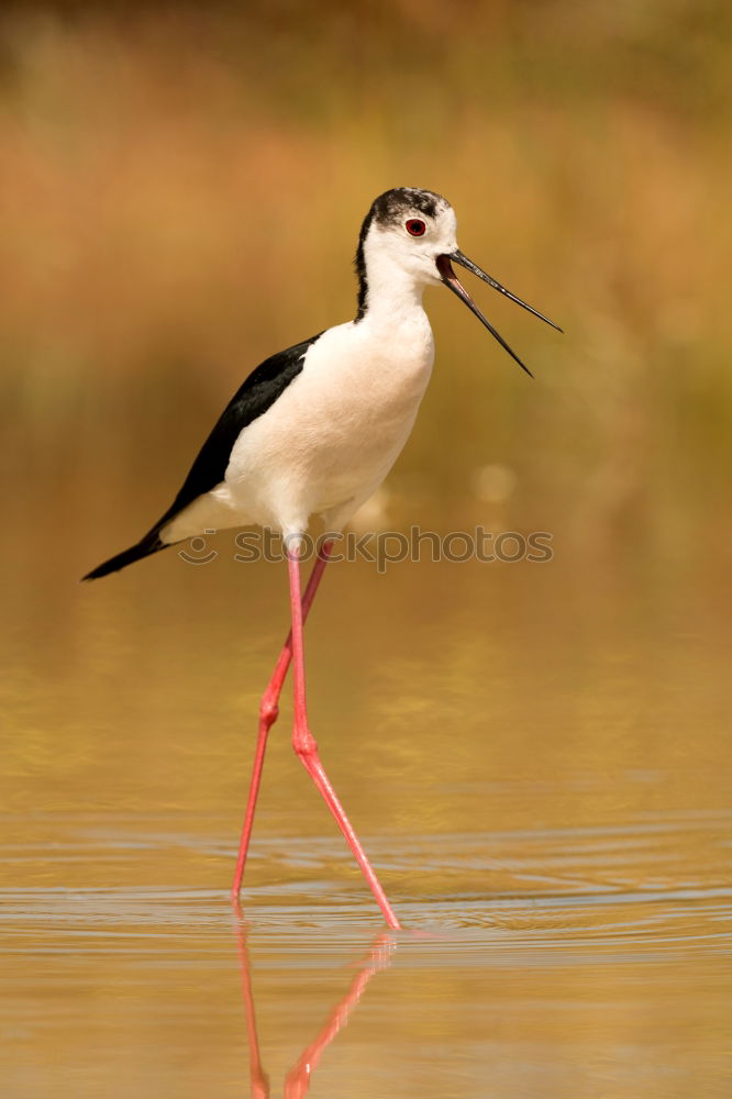 Similar – Stilt in a pond looking