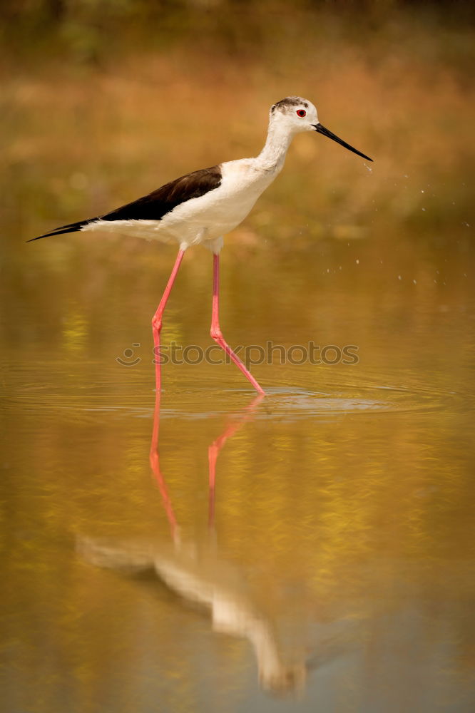 Stilt in a pond looking