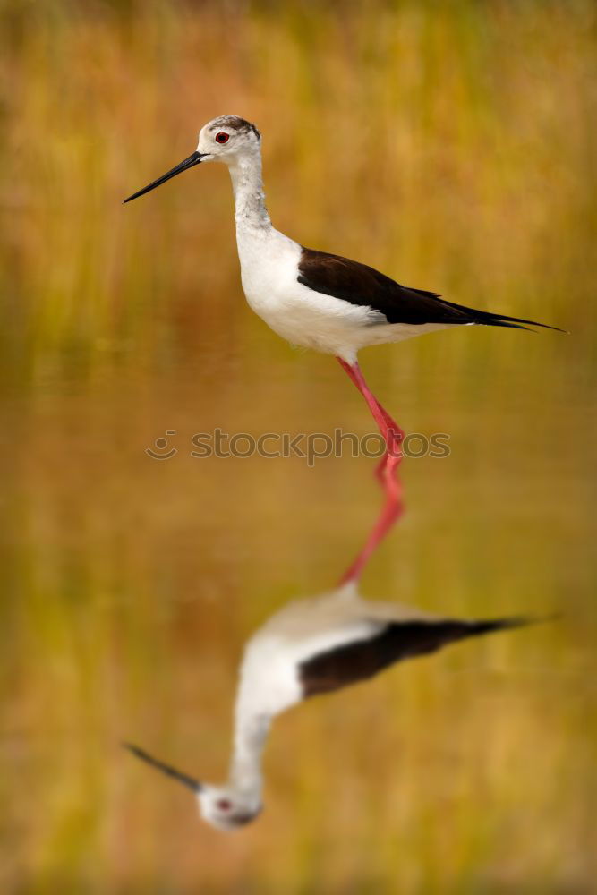 Similar – Stilt in a pond looking