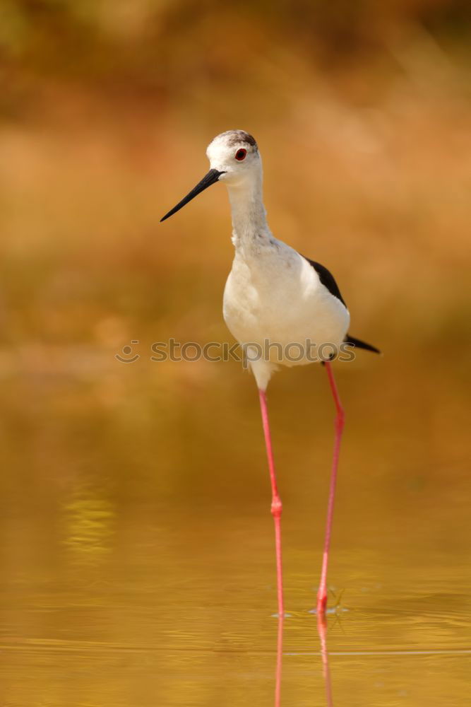 Similar – Stilt in a pond looking