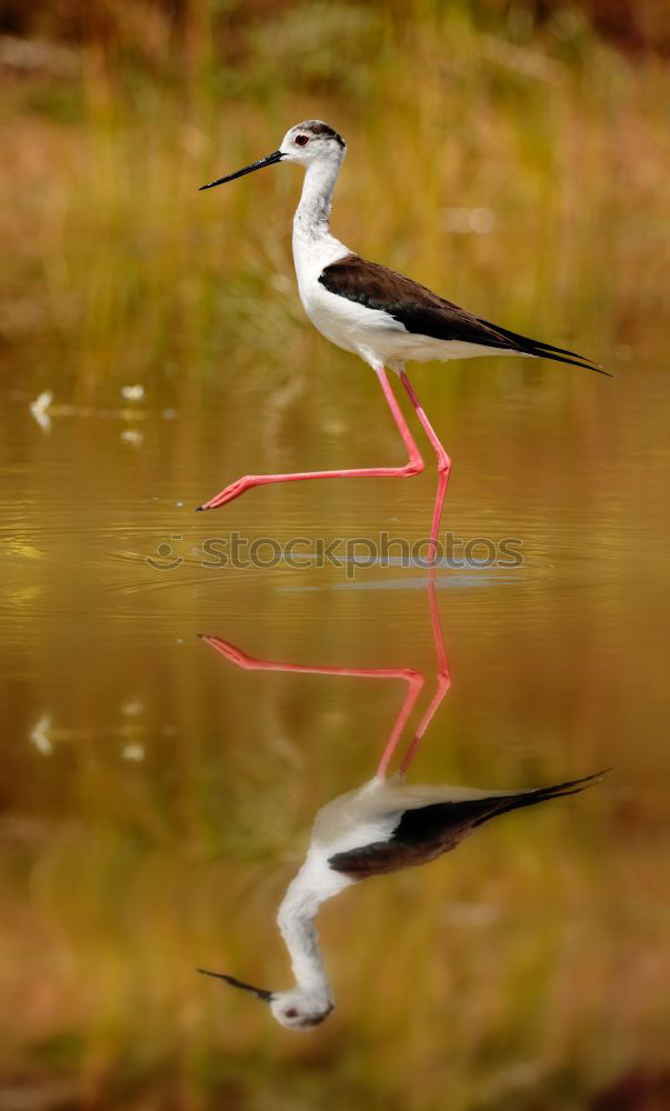 Similar – Stilt in a pond looking