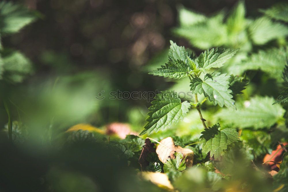 Similar – Image, Stock Photo 0815 AST | cleaned up
