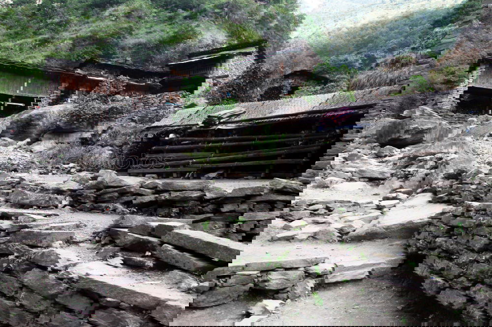 Similar – Foto Bild manali cow ruhig