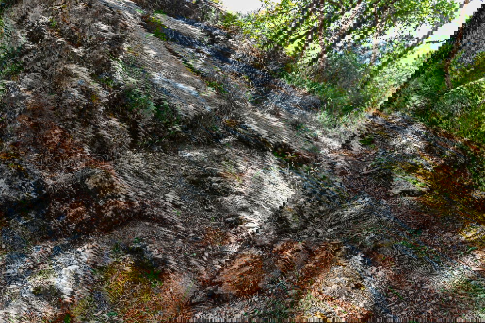 Similar – Foto Bild Käseberg Natur Pflanze