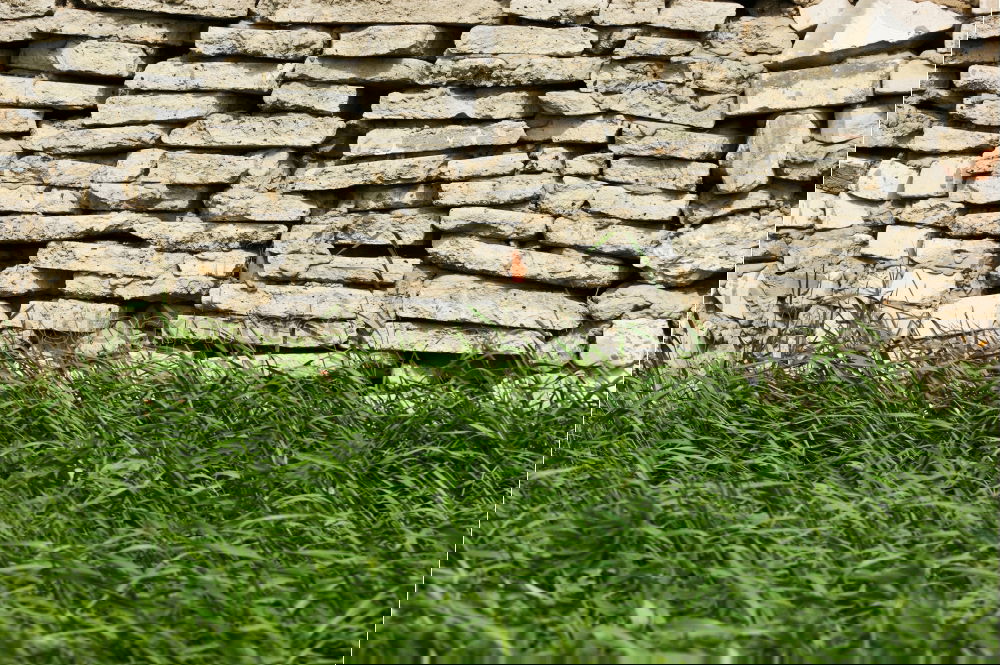 Similar – Image, Stock Photo parlare italiano Meadow