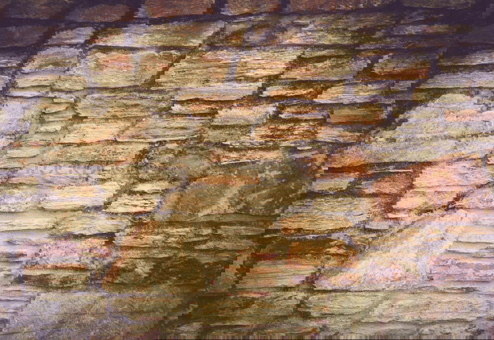 Similar – Foto Bild suchbild oder die katze auf dem (heißen blech)dach
