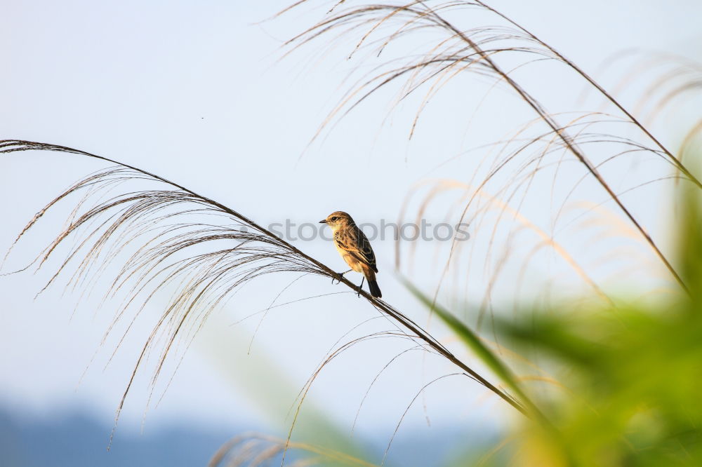 Similar – Good prospects. Bird Tree