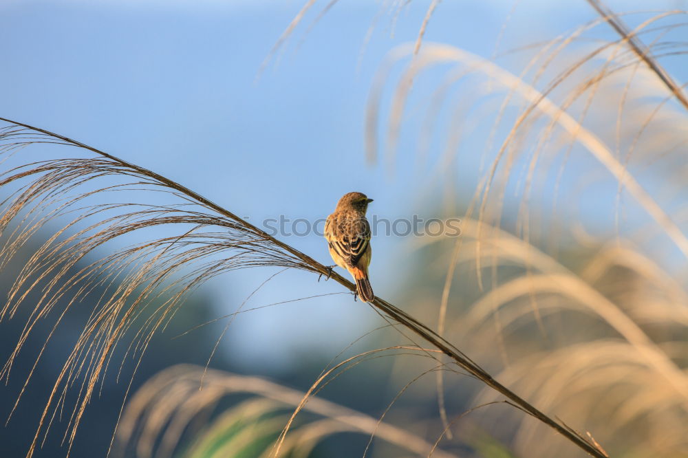 Similar – Good prospects. Bird Tree