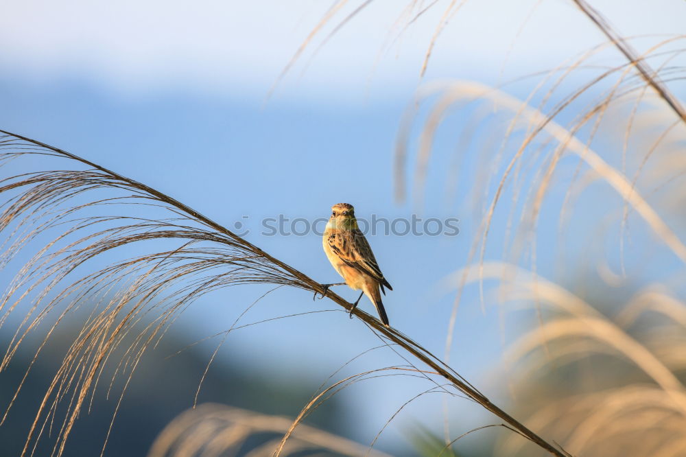 Similar – hang around Vogel Horst