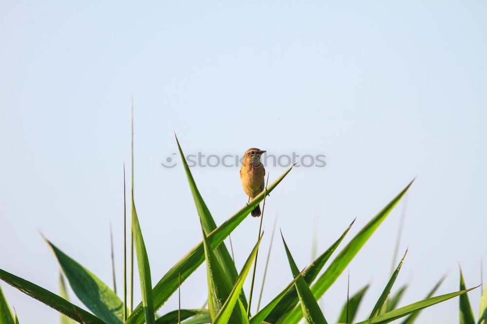 Similar – Good prospects. Bird Tree