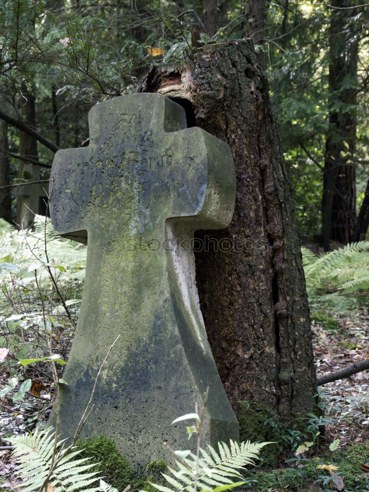 Similar – Image, Stock Photo green watering can at the cemetery