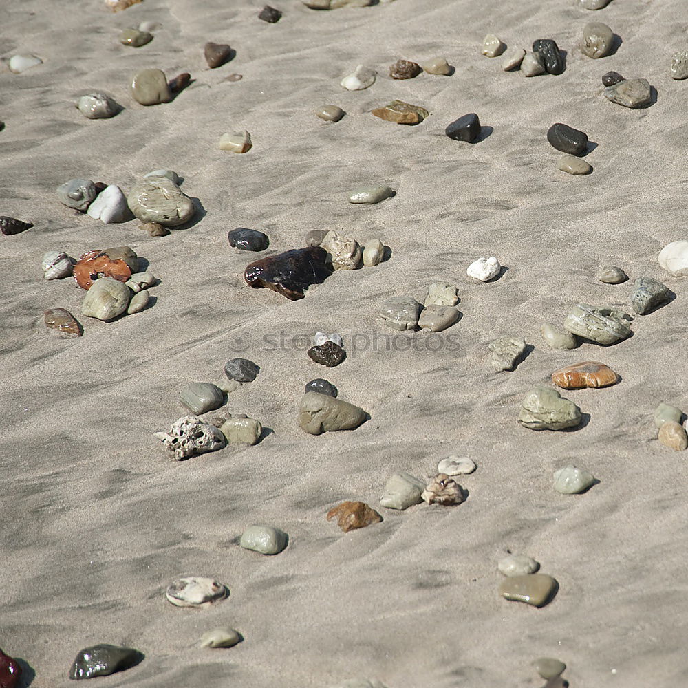 Similar – Image, Stock Photo Mussel on the beach Summer