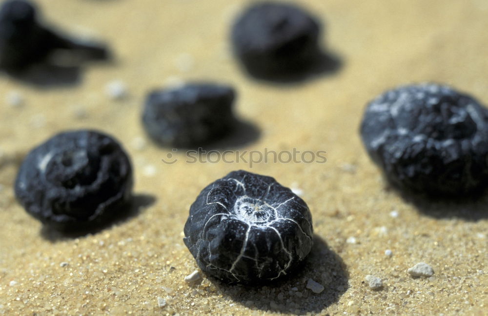 Similar – Image, Stock Photo avocado Food Fruit