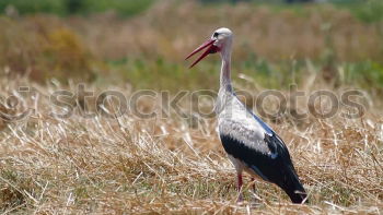 Similar – white stork foraging for food in the green field