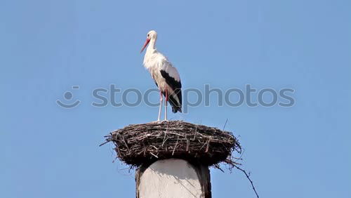 fisher eagle Sky Malawi