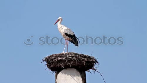 Similar – fisher eagle Sky Malawi