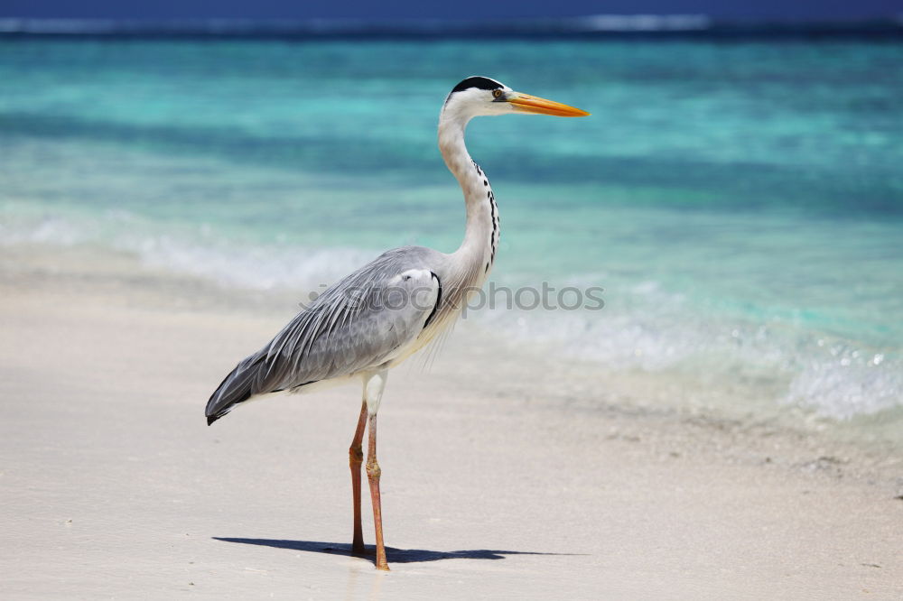 Similar – Grey Heron at the beach, Maldives