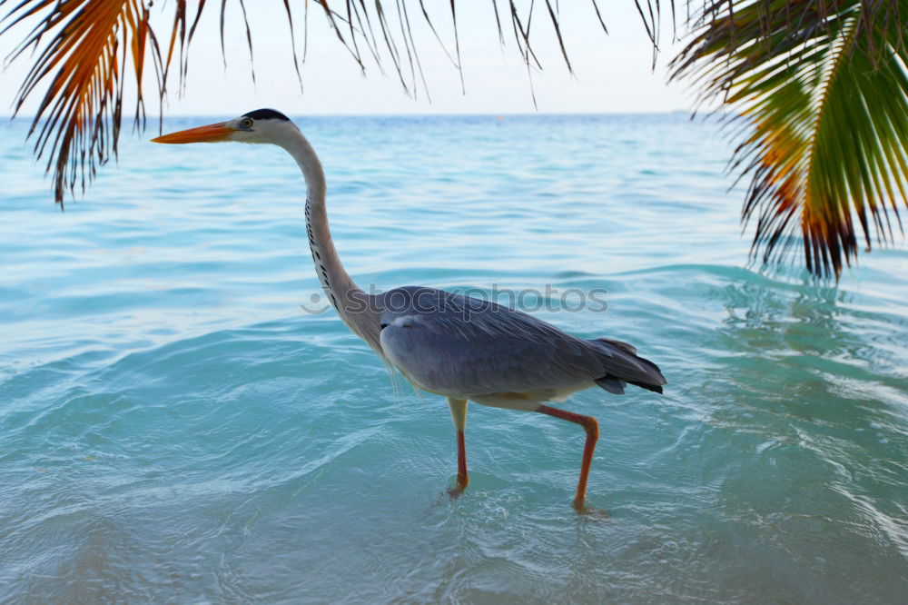 Similar – Grey Heron at the beach, Maldives