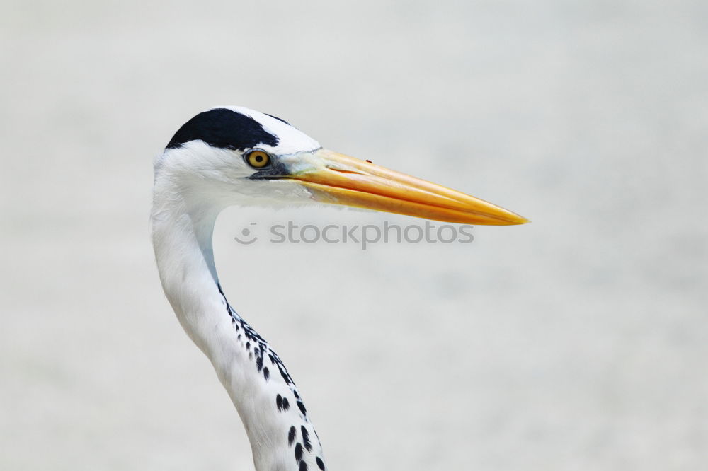 Similar – Image, Stock Photo stork with rattle Stork