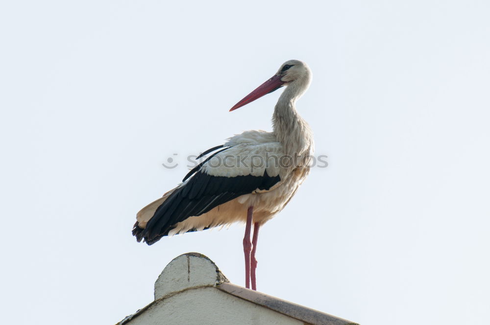 Similar – Image, Stock Photo stork with rattle Stork