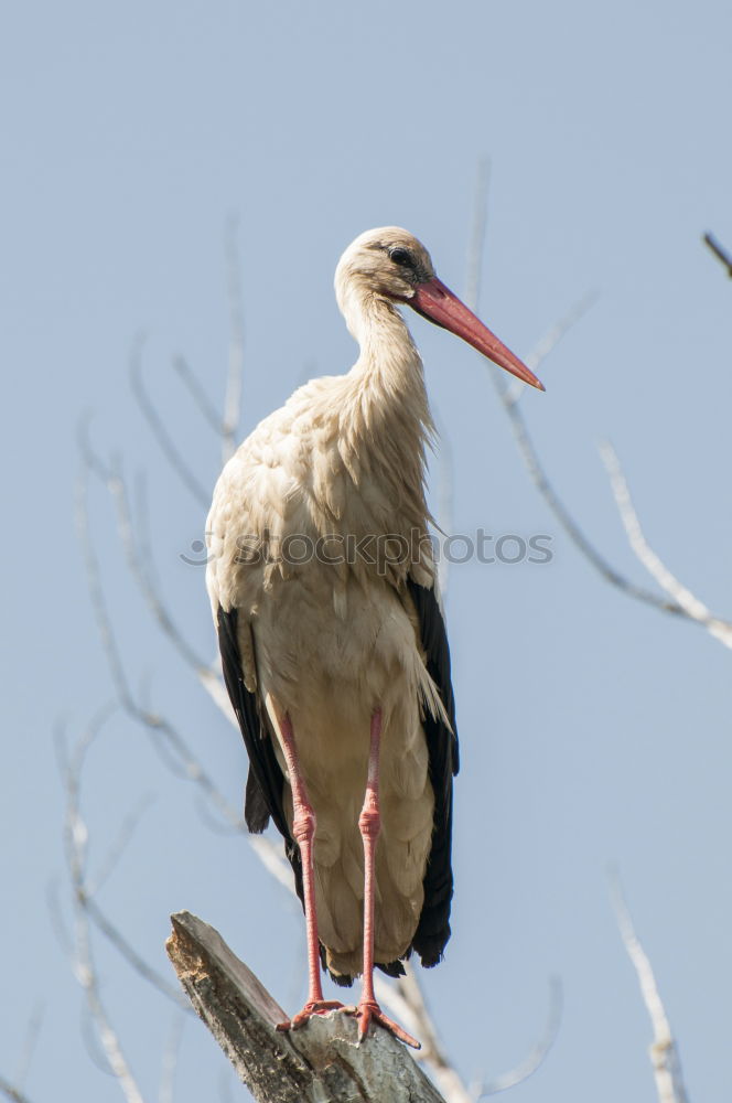 Similar – stork Sky Clouds