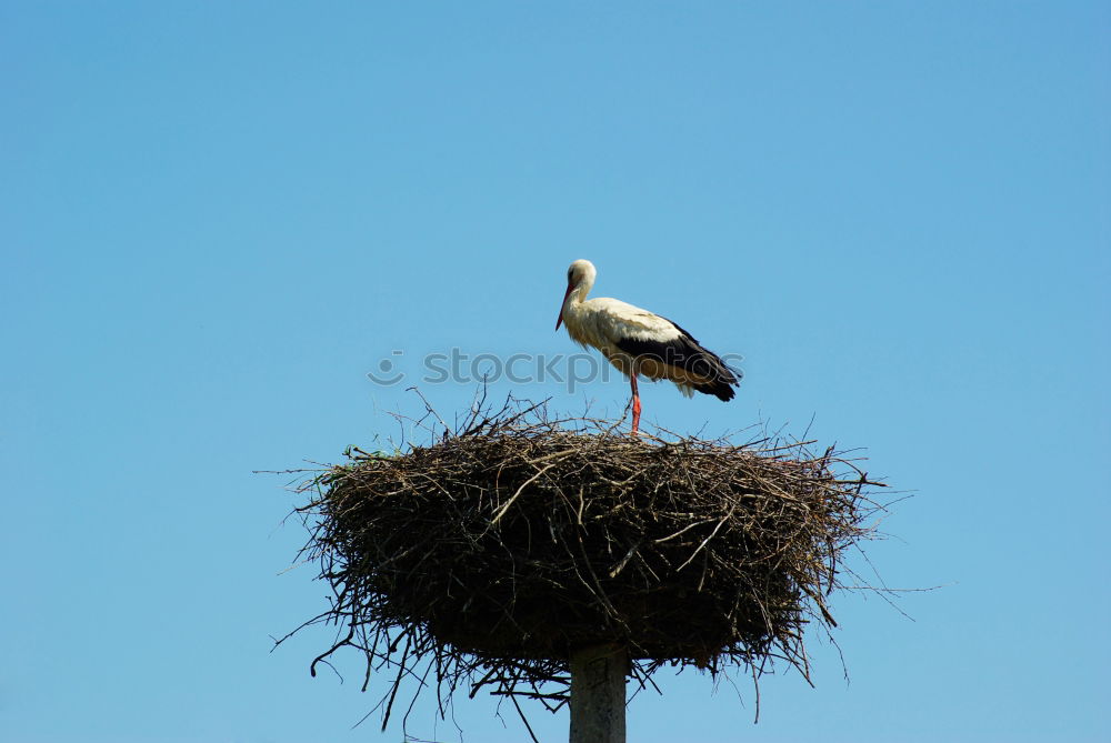 Similar – Image, Stock Photo in joyful anticipation…