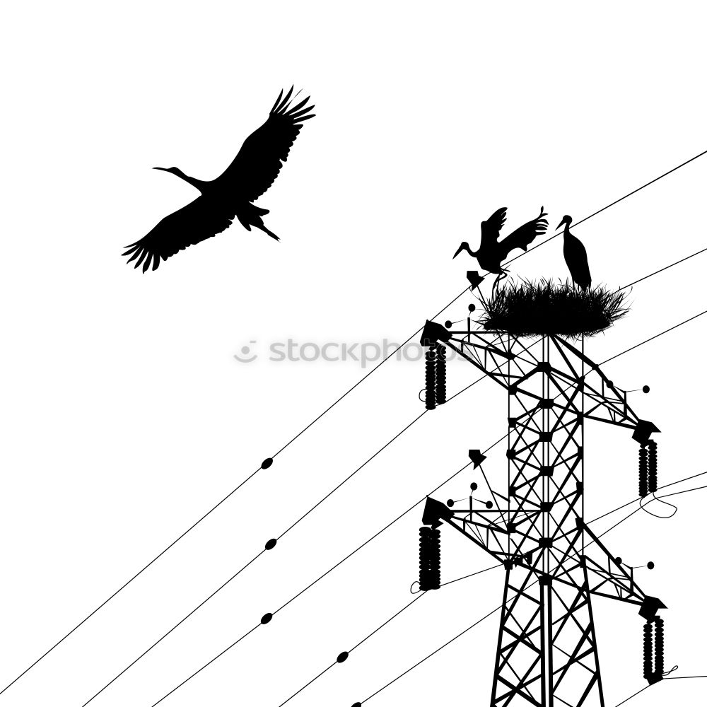 Similar – Vogel und Energie Krähe