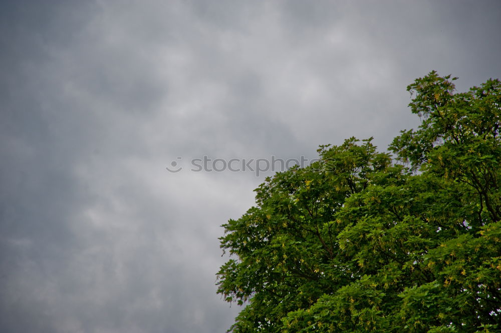 Similar – Image, Stock Photo Garden again Garden plot