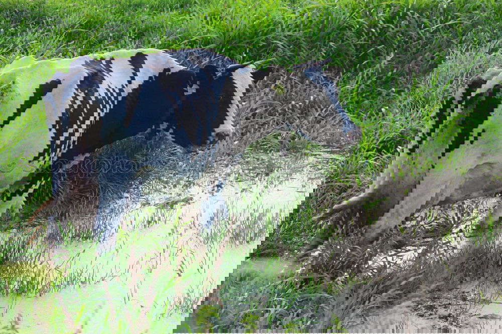Similar – Foto Bild Muuhrotik Milcherzeugnisse