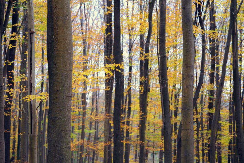 Similar – leaf canopy Environment