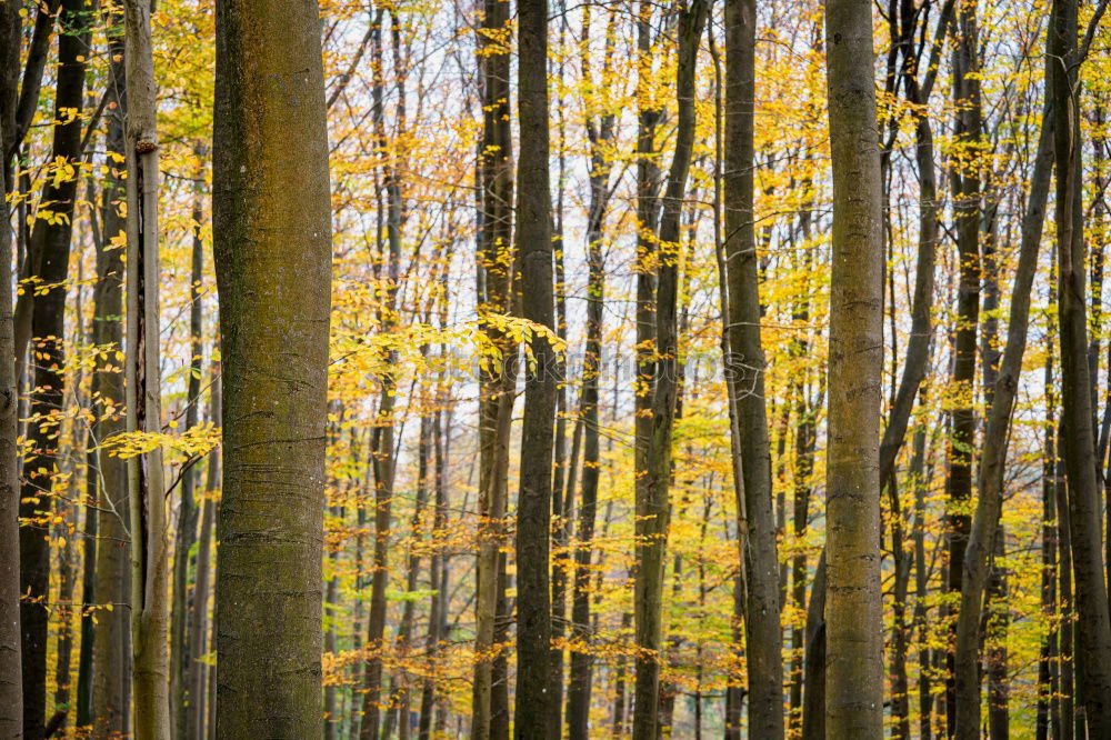 Image, Stock Photo in the wood Environment