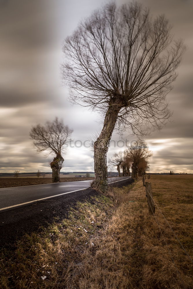 Similar – Image, Stock Photo sloping avenue Avenue Tree