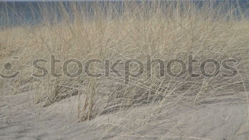 Similar – beach grass Environment